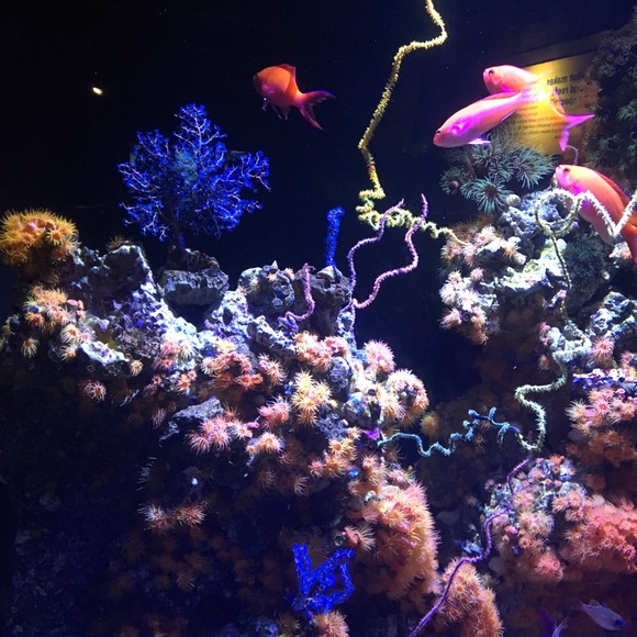 Welcome to my treasure trove! Love Giana - Picture 3 of 3